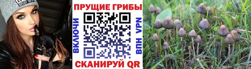 Галлюциногенные грибы прущие грибы  Солнечногорск 